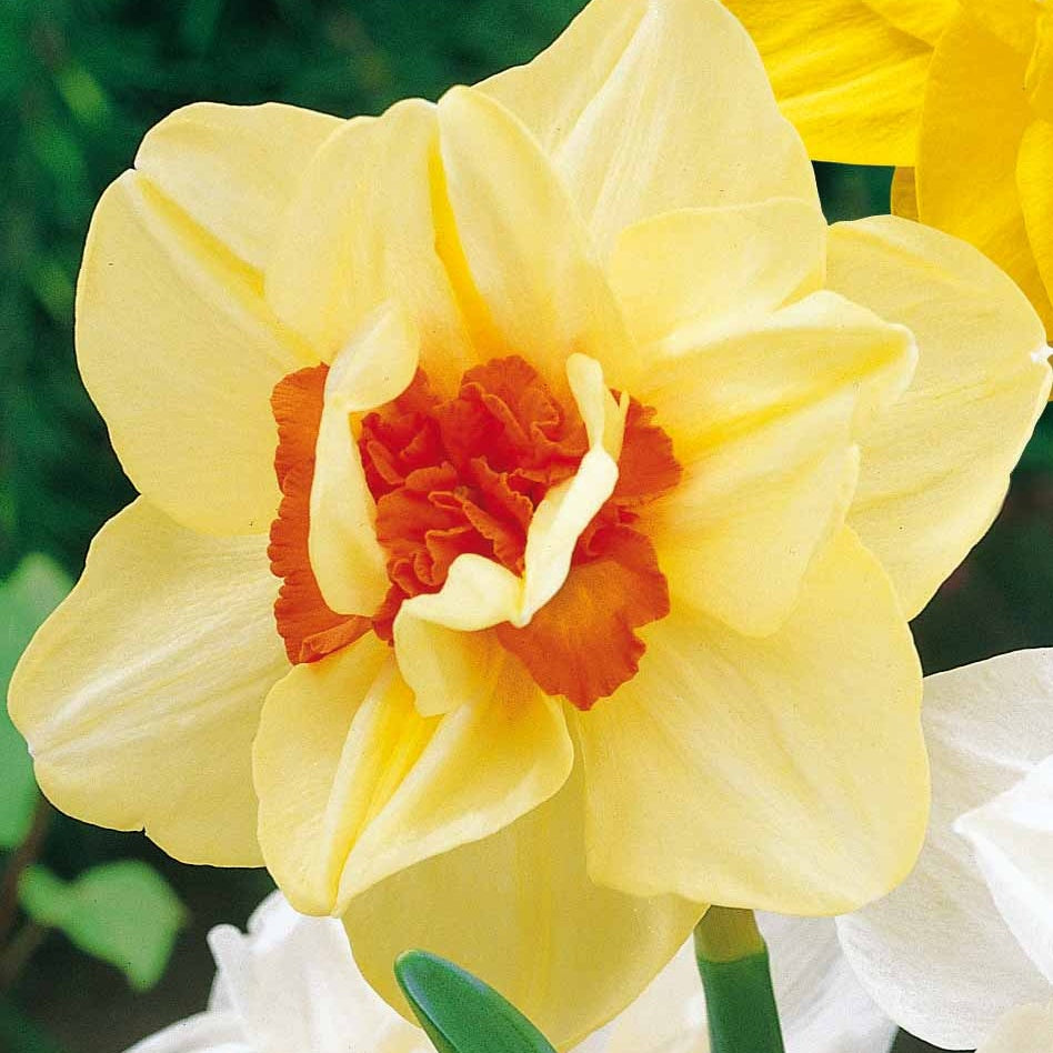 10 Narcisses à fleurs doubles Flower parade - Narcissus flower parade - Plantes