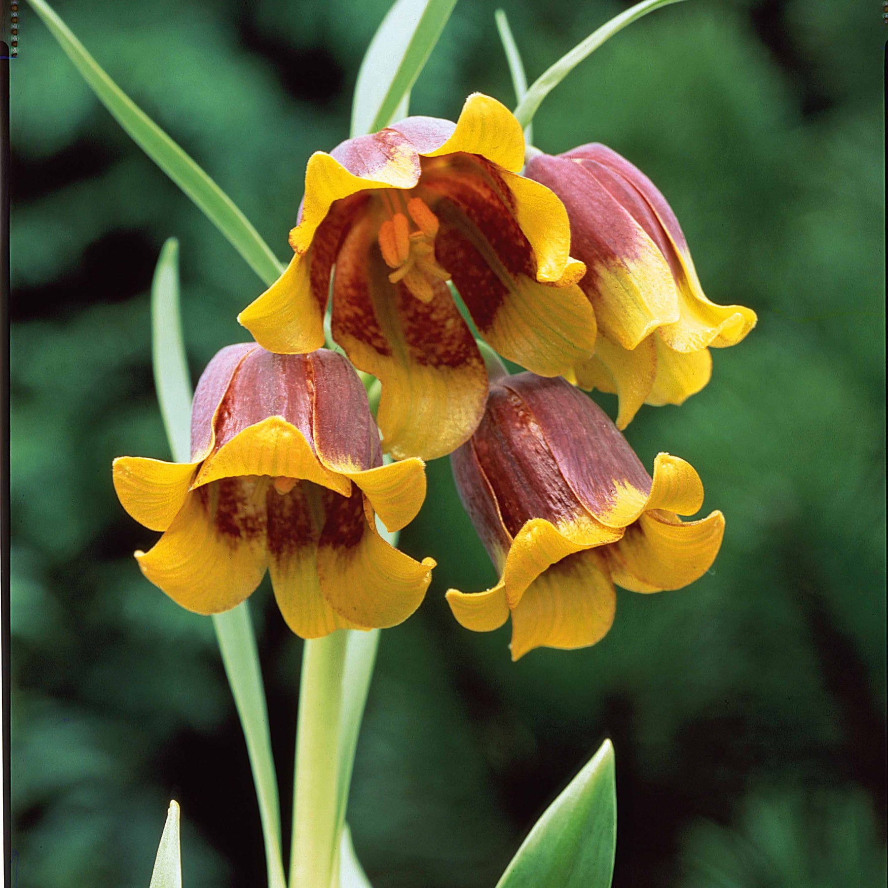 10 Fritillaires Raisin de renard - Fritillaria uva-vulpis