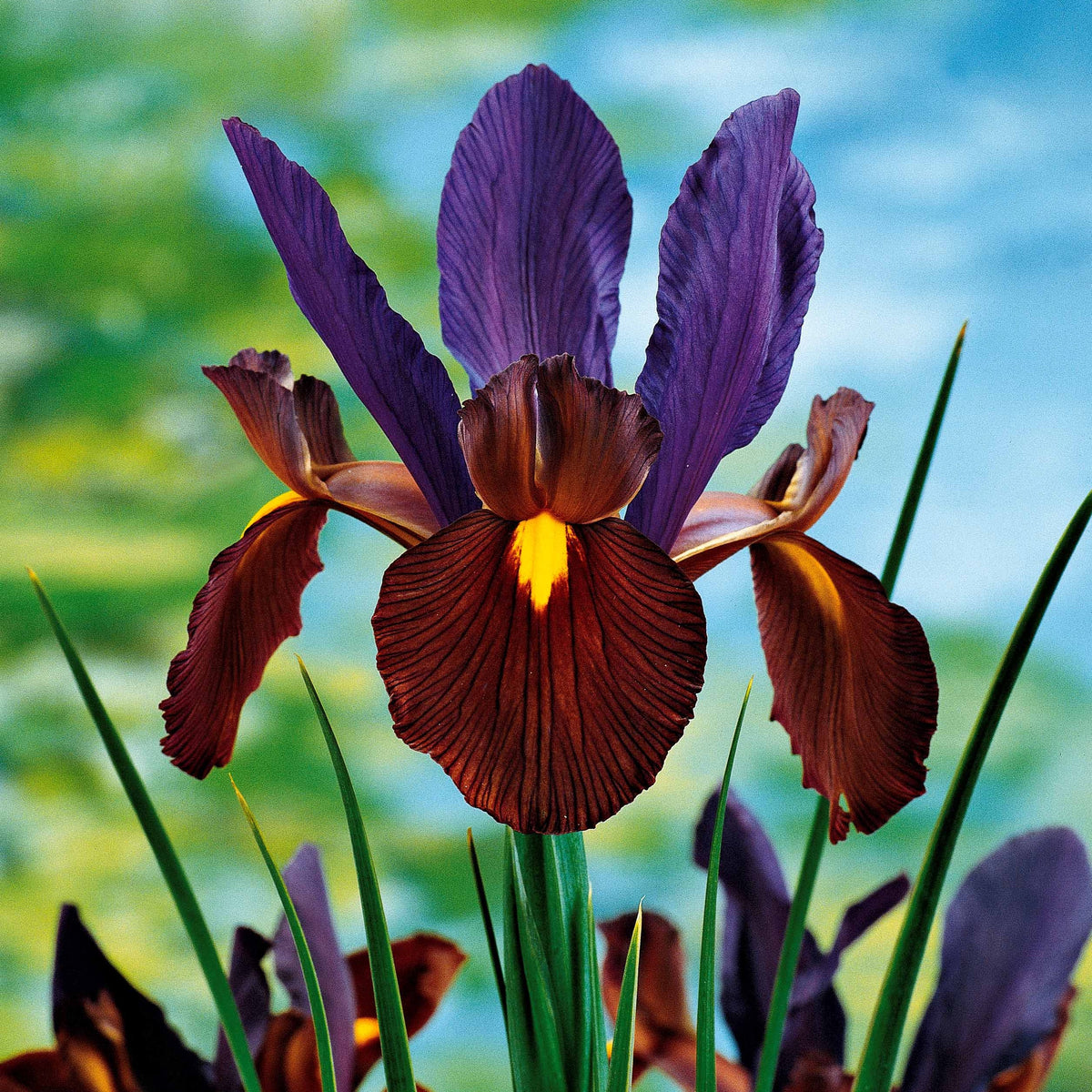 10 Iris de Hollande Tiger Eyes - Iris hollandica tiger eyes - Plantes