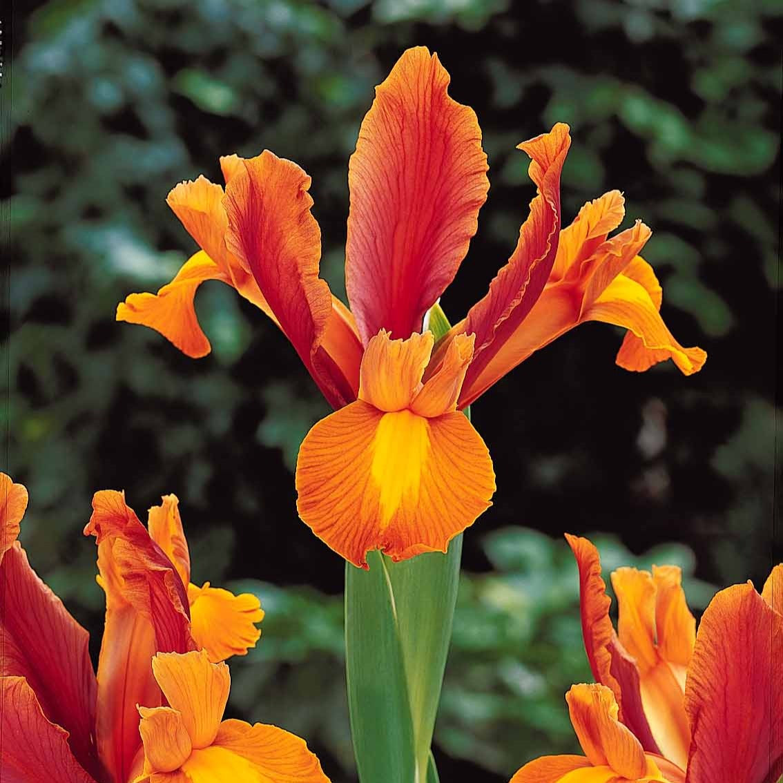 10 Iris de Hollande Bronze Perfection - Iris hollandica bronze perfection - Plantes