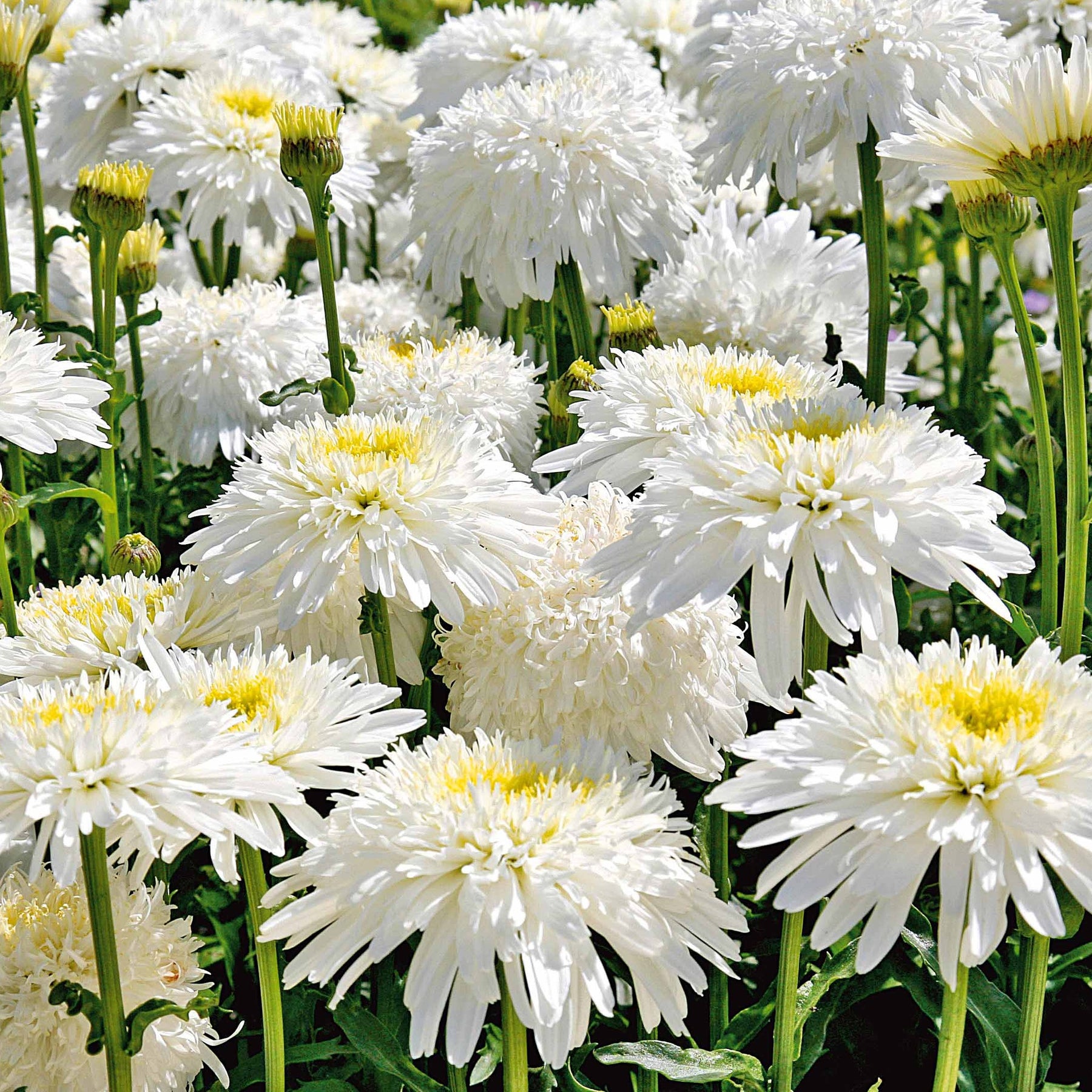 3 Marguerites doubles Fiona Goghill - Leucanthemum fiona goghill - Plantes vivaces