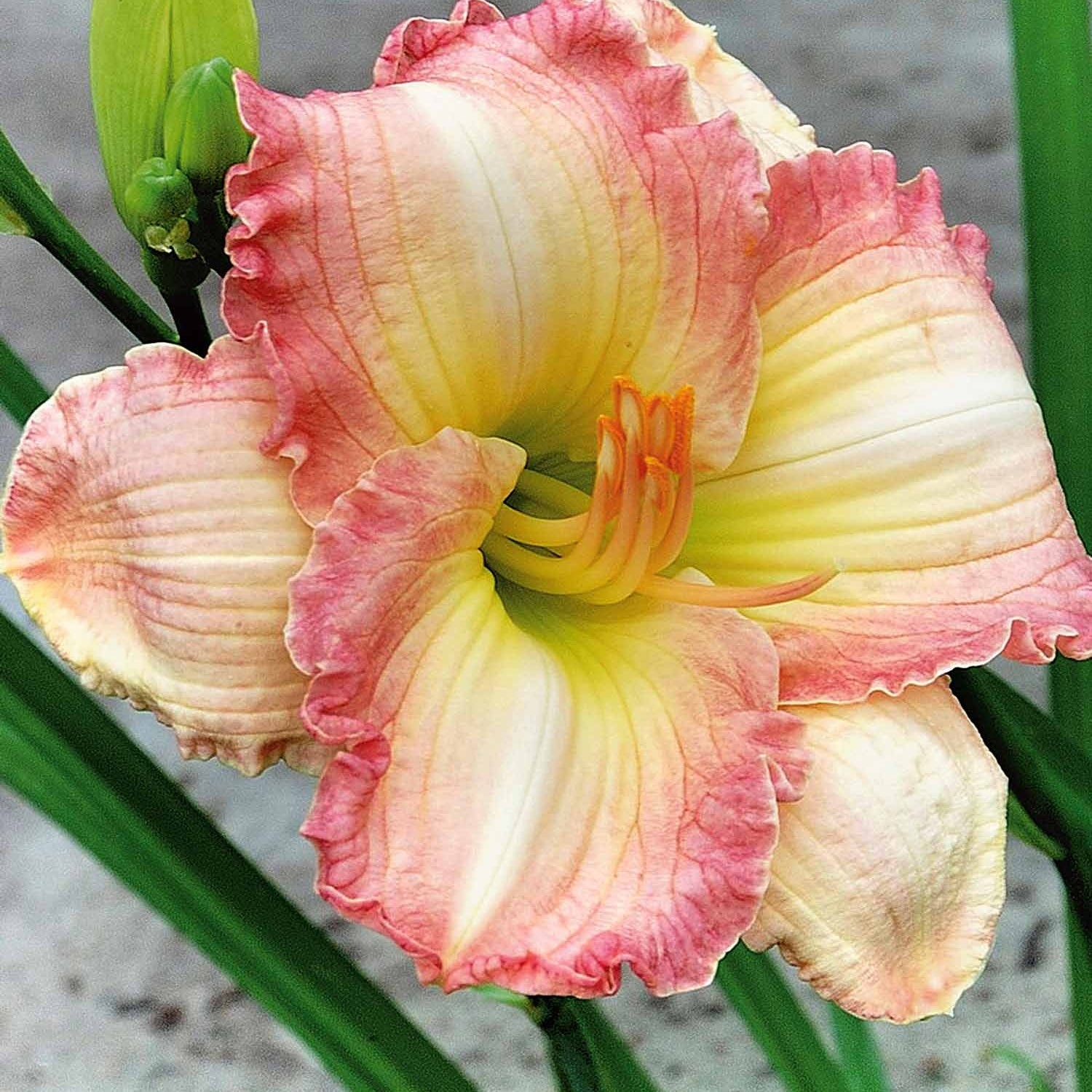 3 Hémérocalles Frosted Vintage Ruffles Série 500 - Hemerocallis frosted vintage ruffles série 500 - Plantes