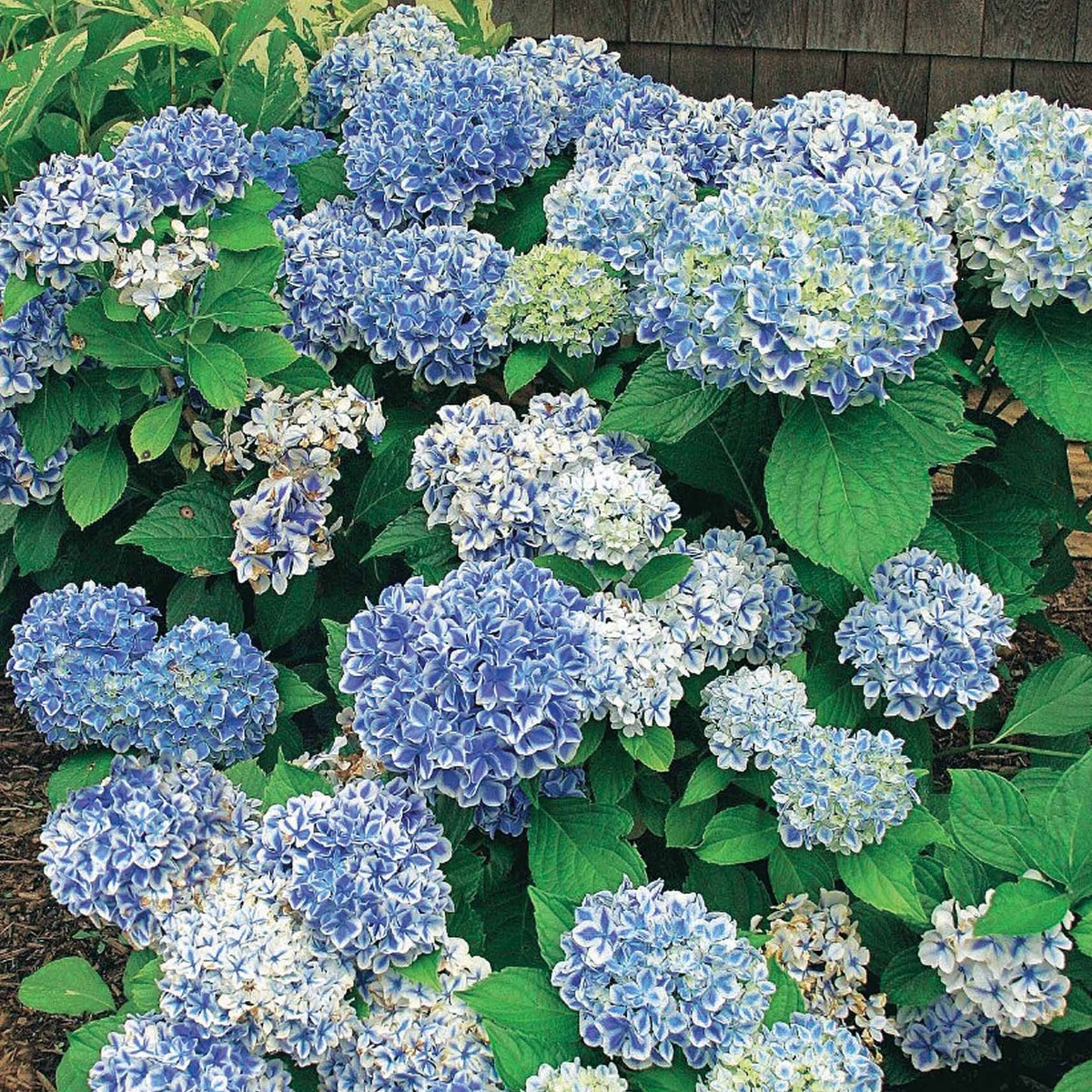 Hortensia Peppermint - Hydrangea macrophylla peppermint - Willemse