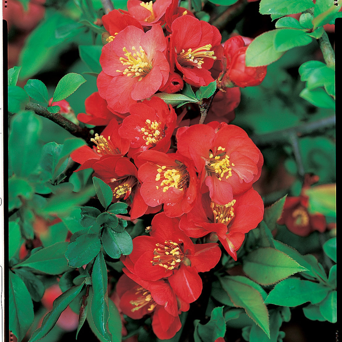 Cognassier du Japon Cido - Chaemomeles japonica Cido - Willemse