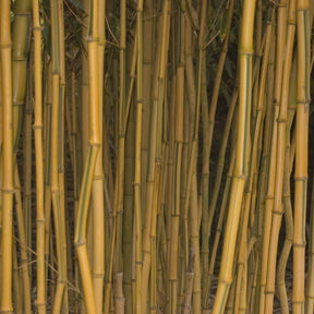 Bambou traçant panaché - Phyllostachys aureosulcata spectabilis - Plantes