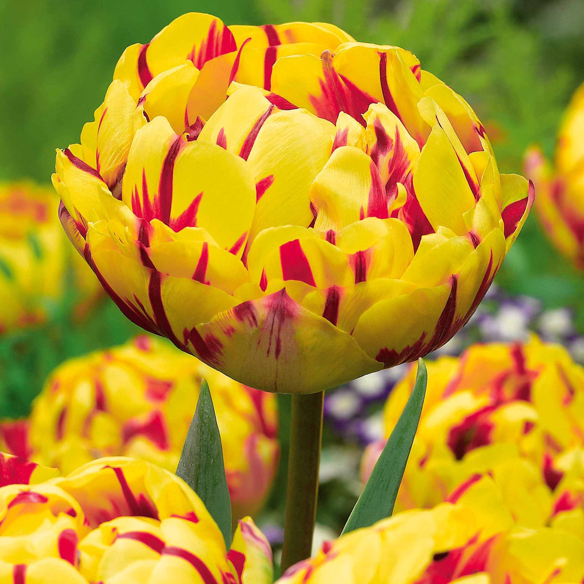 10 Tulipes à fleurs de pivoine Golden Nizza - Tulipa golden nizza - Plantes