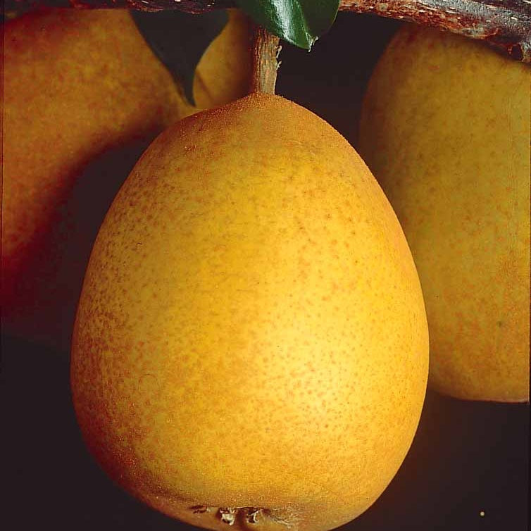 Poirier Beurré Hardy - Pyrus communis Beurré Hardy - Willemse