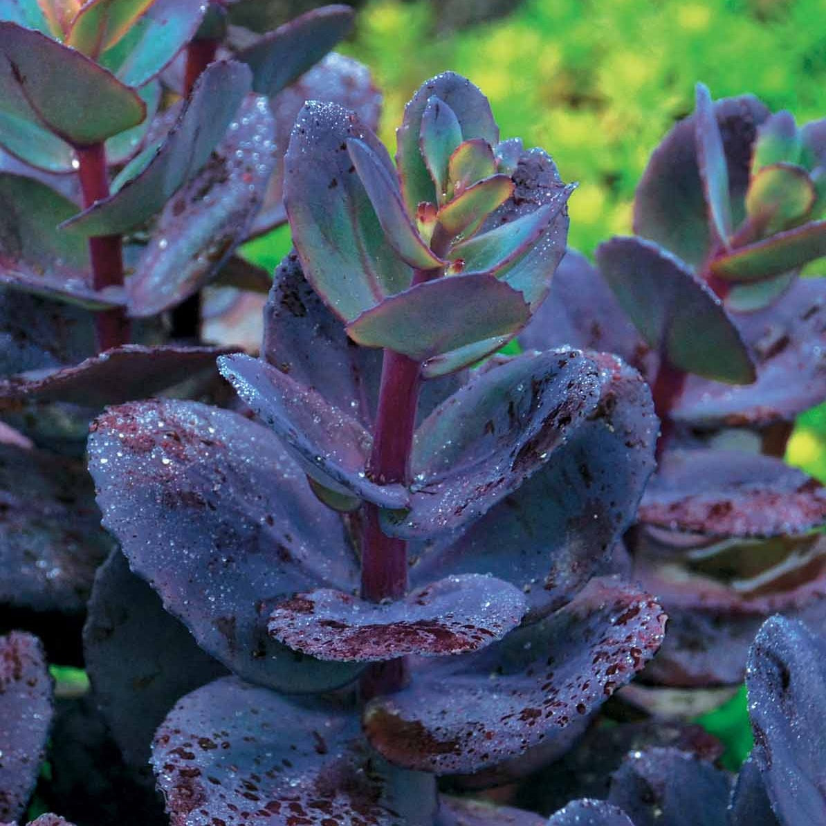 Sedum Perle bleue - Sedum Blue Pearl - Willemse