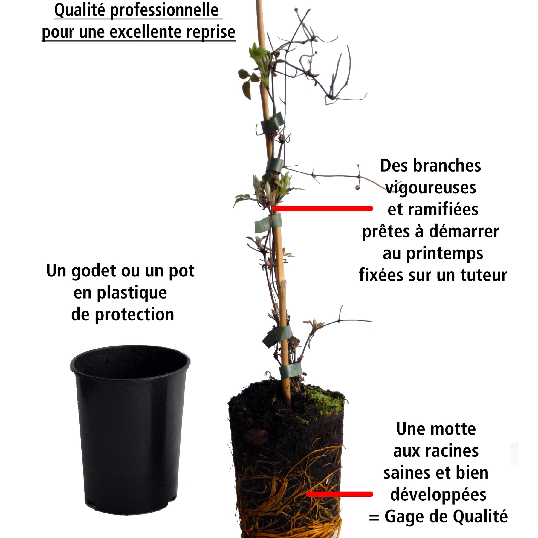 Bignone rouge sur tige - Campsis radicans - Arbustes