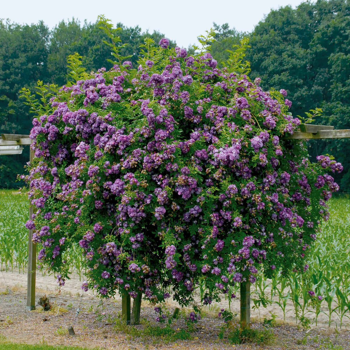 Rosier Bleu violet sur tige - Rosa veilchenblau - Willemse