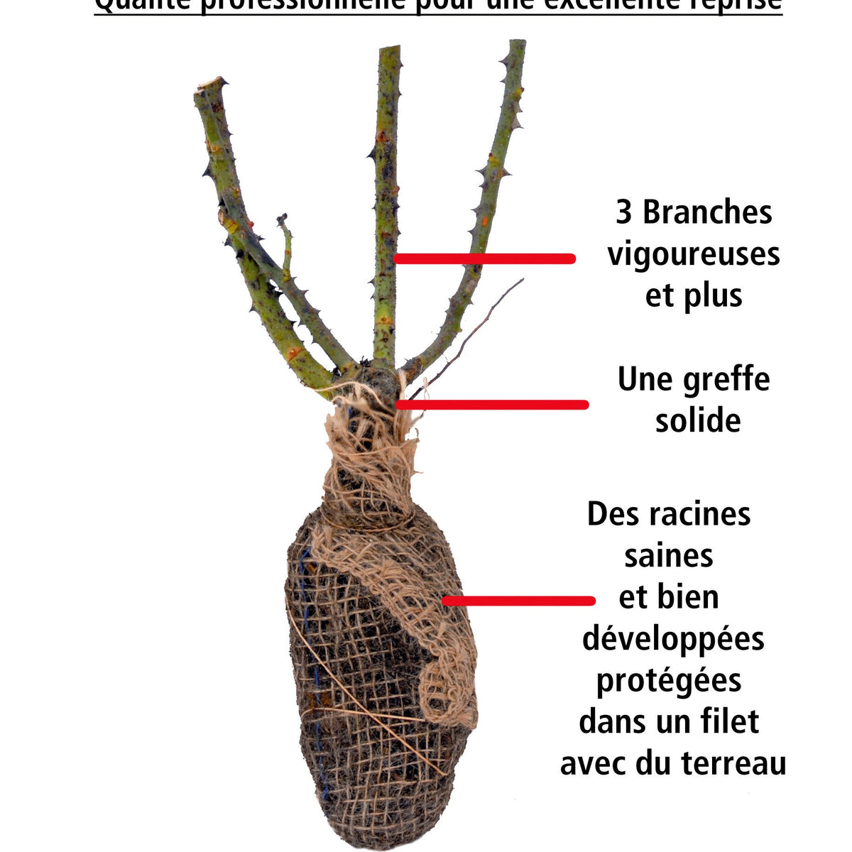 Rosier Babylon Eyes ® Cream Interbablitlig COV - Rosa babylon eyes ® cream interbablitlig cov - Willemse