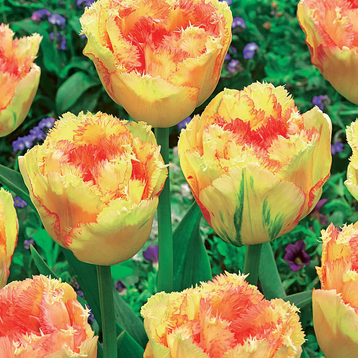 5 Tulipes doubles frangées Vaya con Dios - Tulipa vaya con dios - Plantes