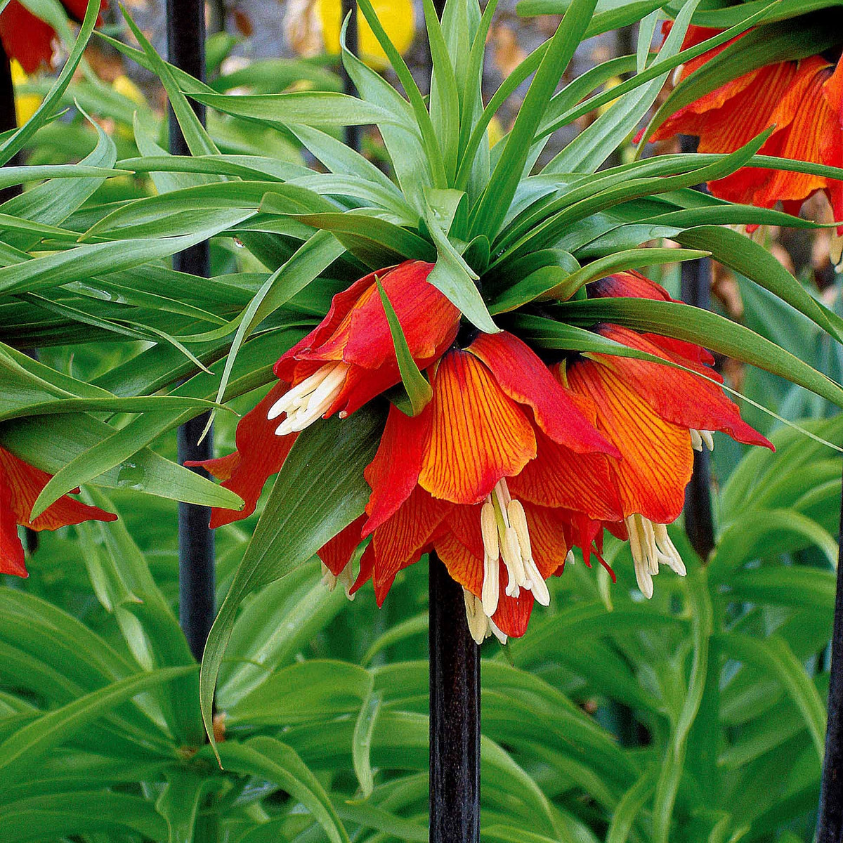 Couronne impériale rouge - Fritillaria imperialis rubra - Willemse