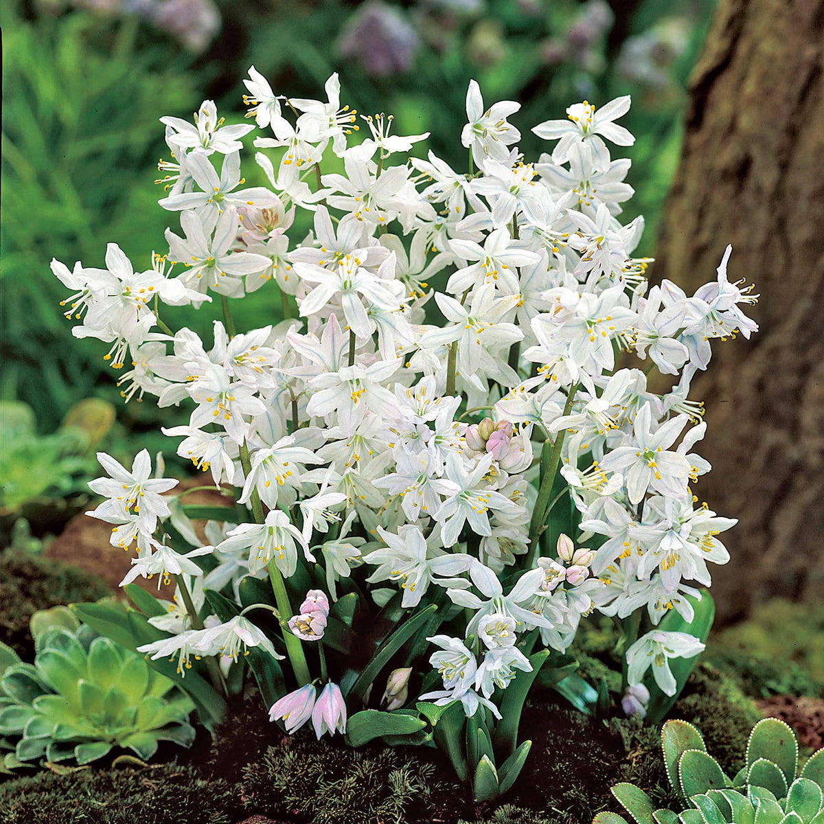 20 Puschkinia blancs - Puschkinia libanotica alba - Plantes