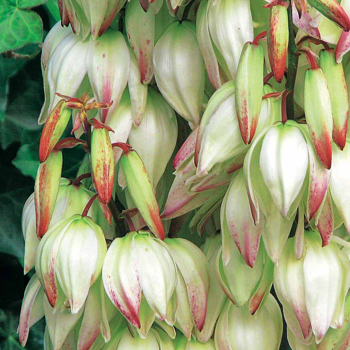 Yucca panaché - Yucca filamentosa Bright Edge - Willemse