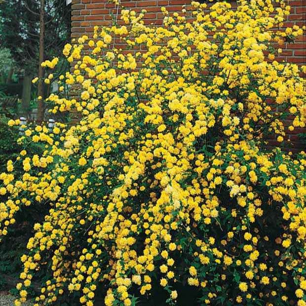 Corête du Japon - Kerria japonica pleniflora - Plantes