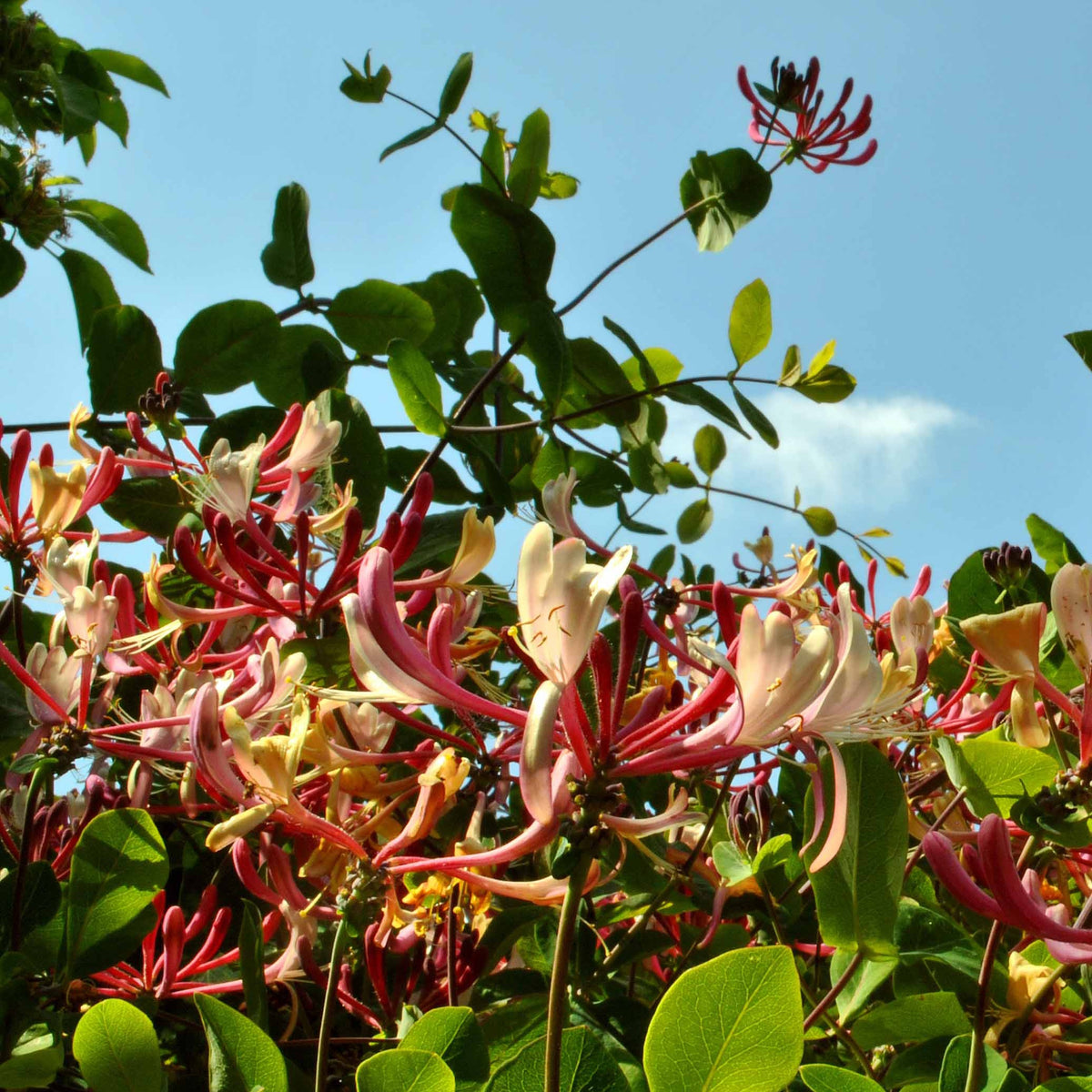 Chèvrefeuille des bois Serotina - Lonicera periclymenum serotina - Willemse
