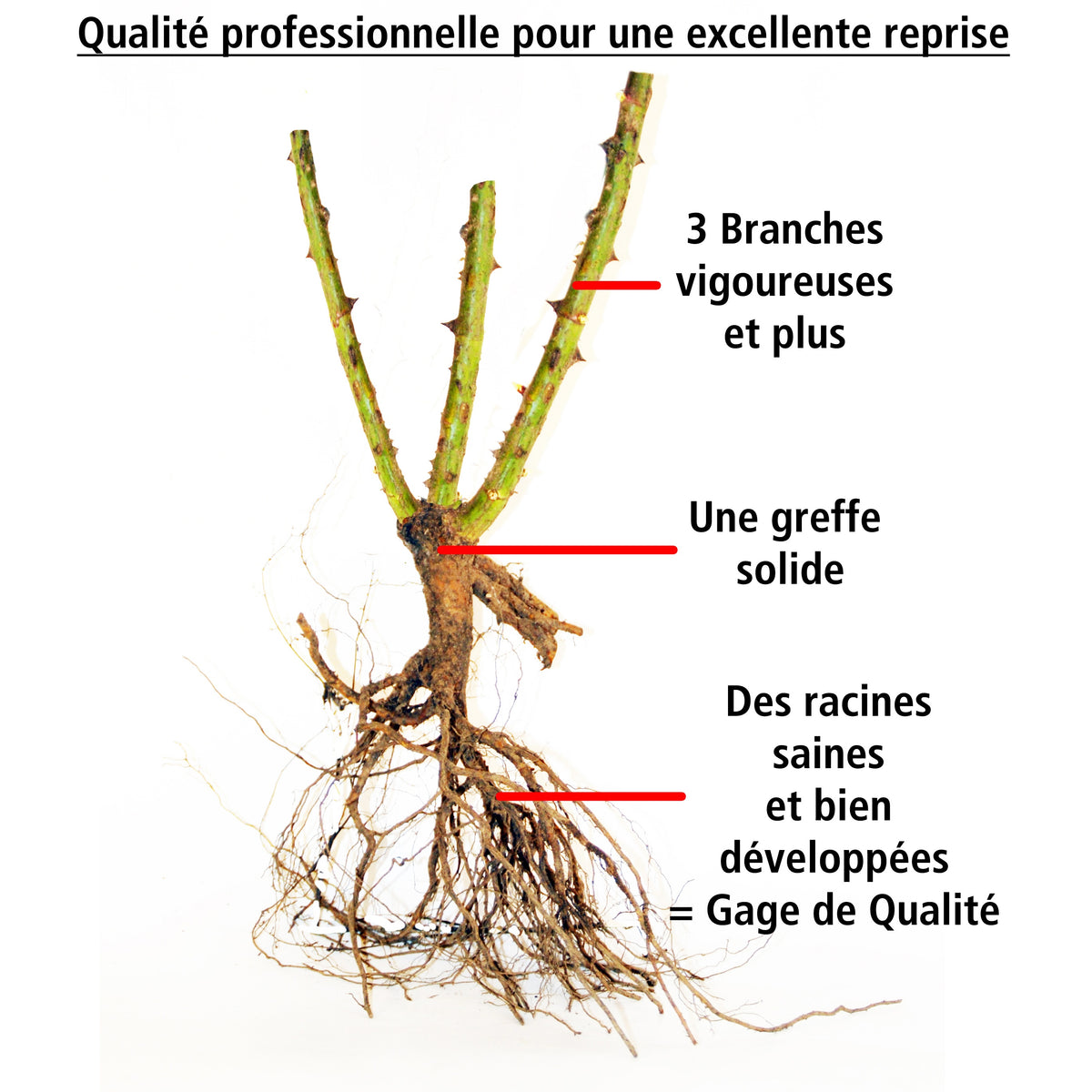 Rosier anglais Fish Ausgreen ® - Rosa fish ausgreen ® (auslo) - Willemse