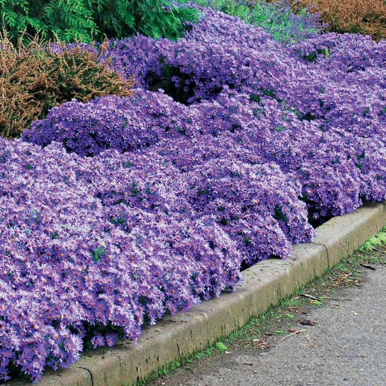 3 Asters Wood's light blue - Aster wood's light blue - Plantes vivaces