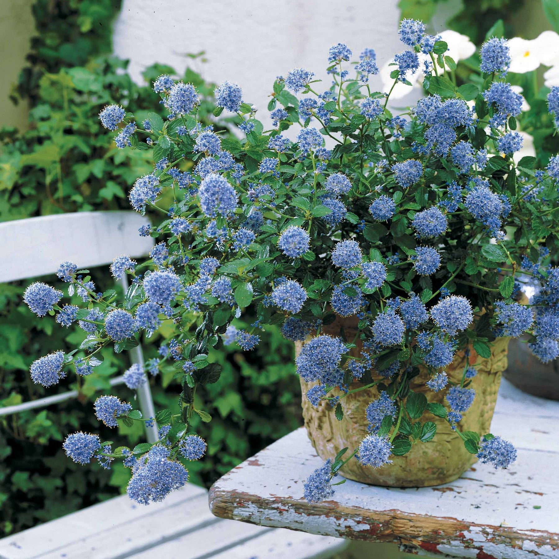 Céanothe repens - Ceanothus thyrsiflorus repens - Plantes