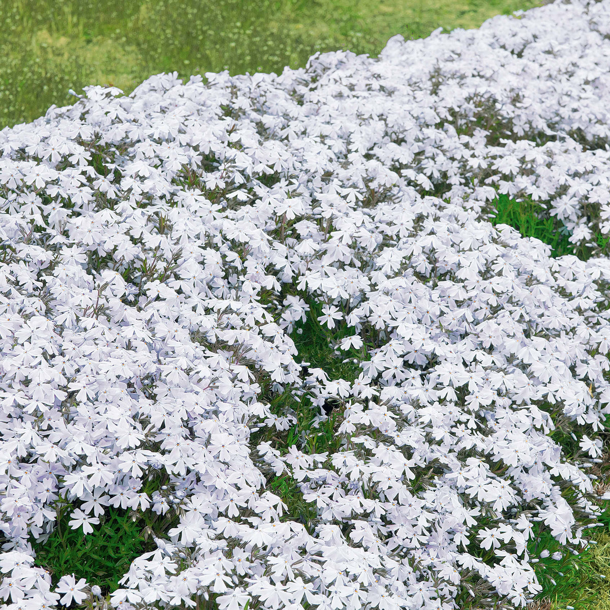 3 Phlox mousse blancs - Phlox subulata alba - Willemse