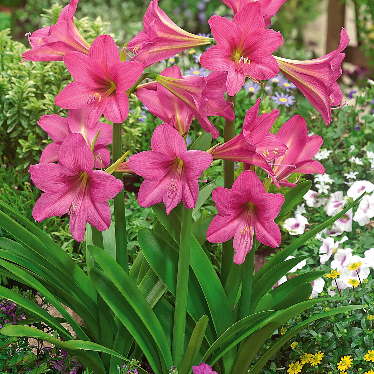 3 Amaryllis de jardin Douceur sucrée - Willemse