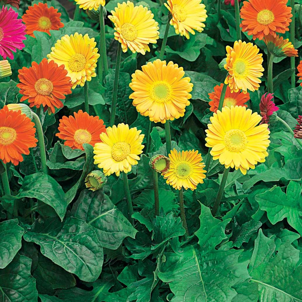 2 Garvineas oranges pour votre jardin réf 010571 - Garvinea viviane