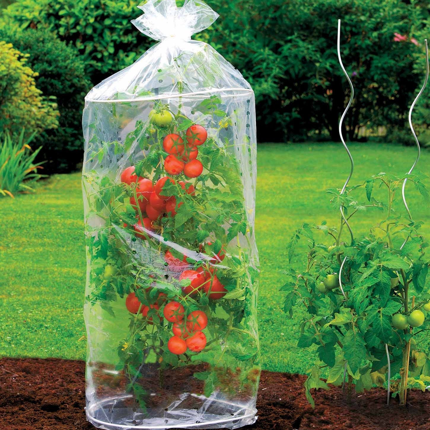 2 Housses pour tomates - Plantes