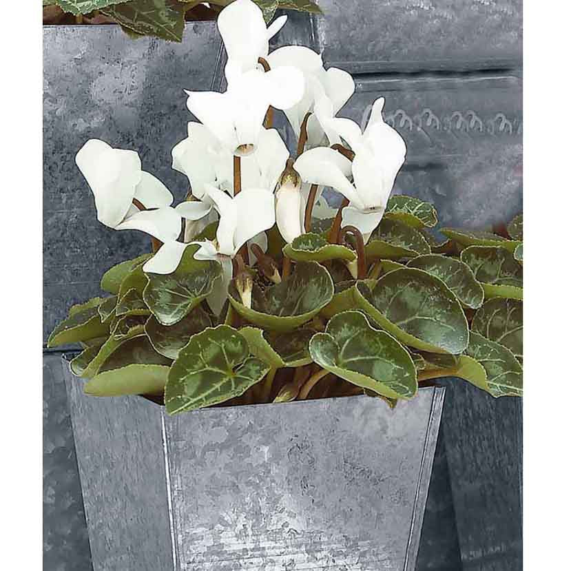 3 Cyclamens blancs - Cyclamen super série - Plantes