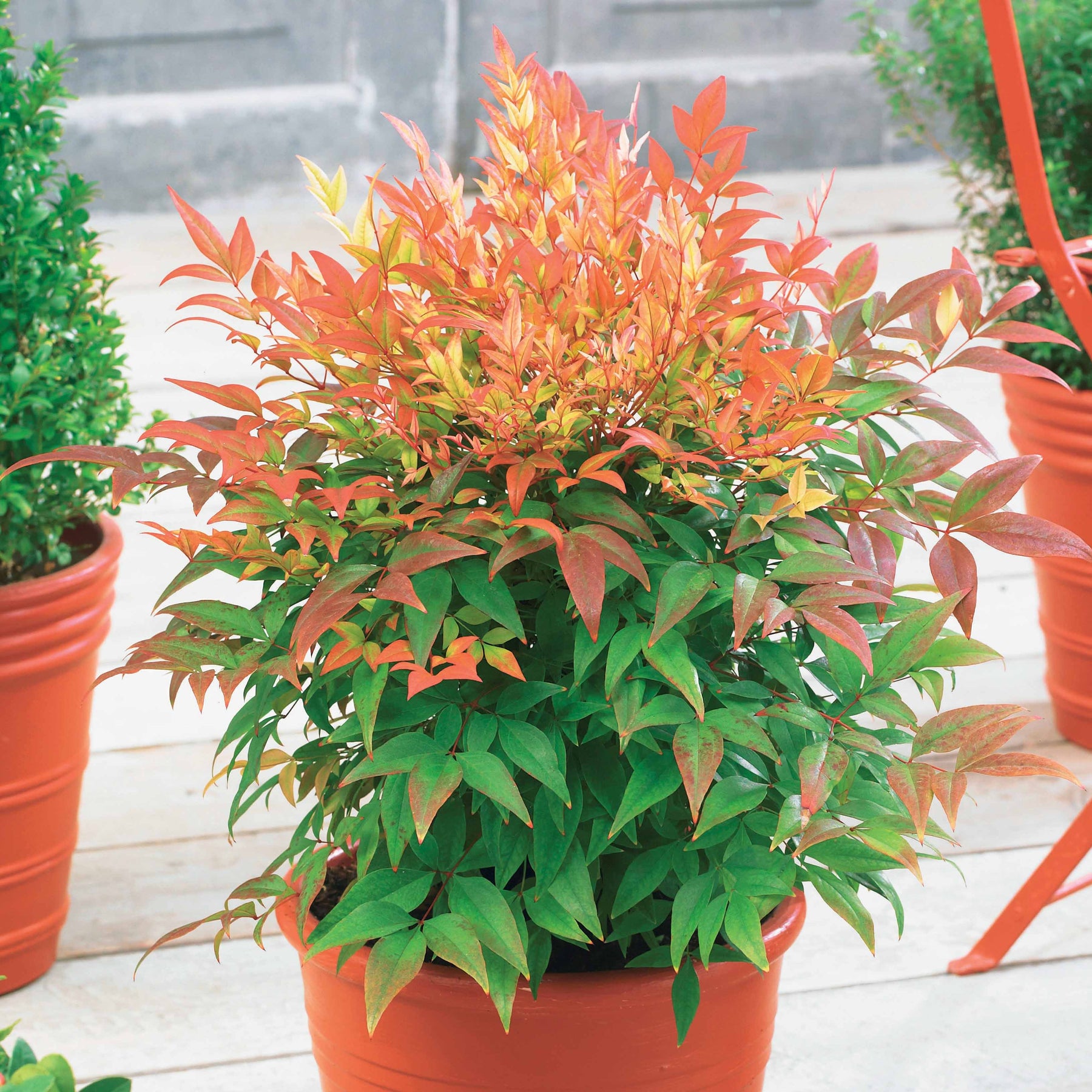 Bambou sacré Sunset boulevard® - Nandina domestica sunset boulevard ® - Plantes