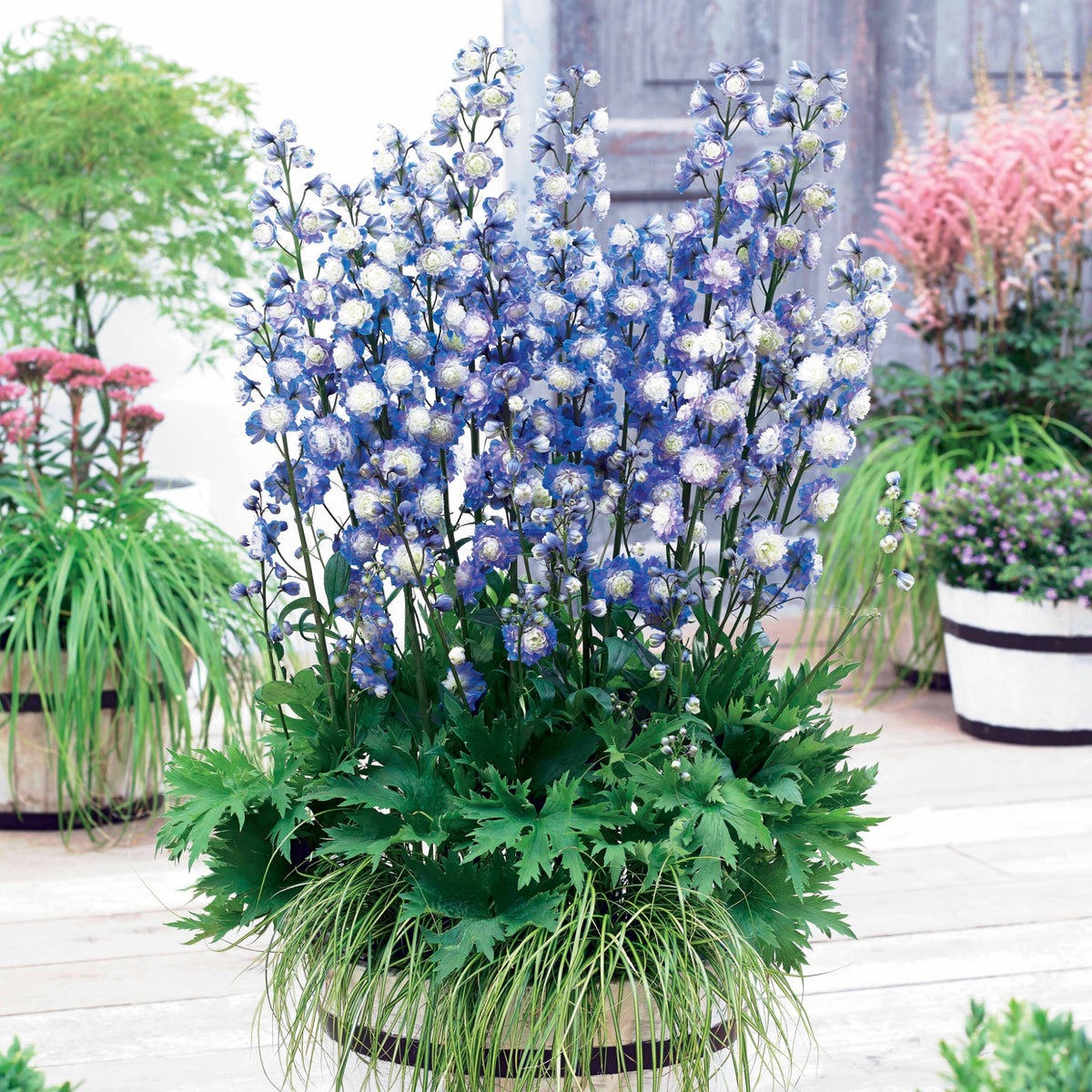 Delphinium Highlander® Bolero - Delphinium Highlander® Bolero - Willemse