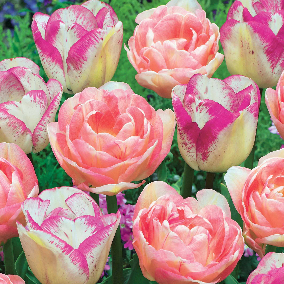 Collection de 20 Tulipes romantiques Angélique et  Shirley - Tulipa angélique , double shirley - Plantes