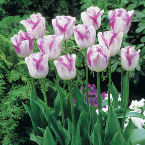 Collection de 20 Tulipes romantiques Angélique et  Shirley - Tulipa angélique , double shirley - Bulbes à fleurs
