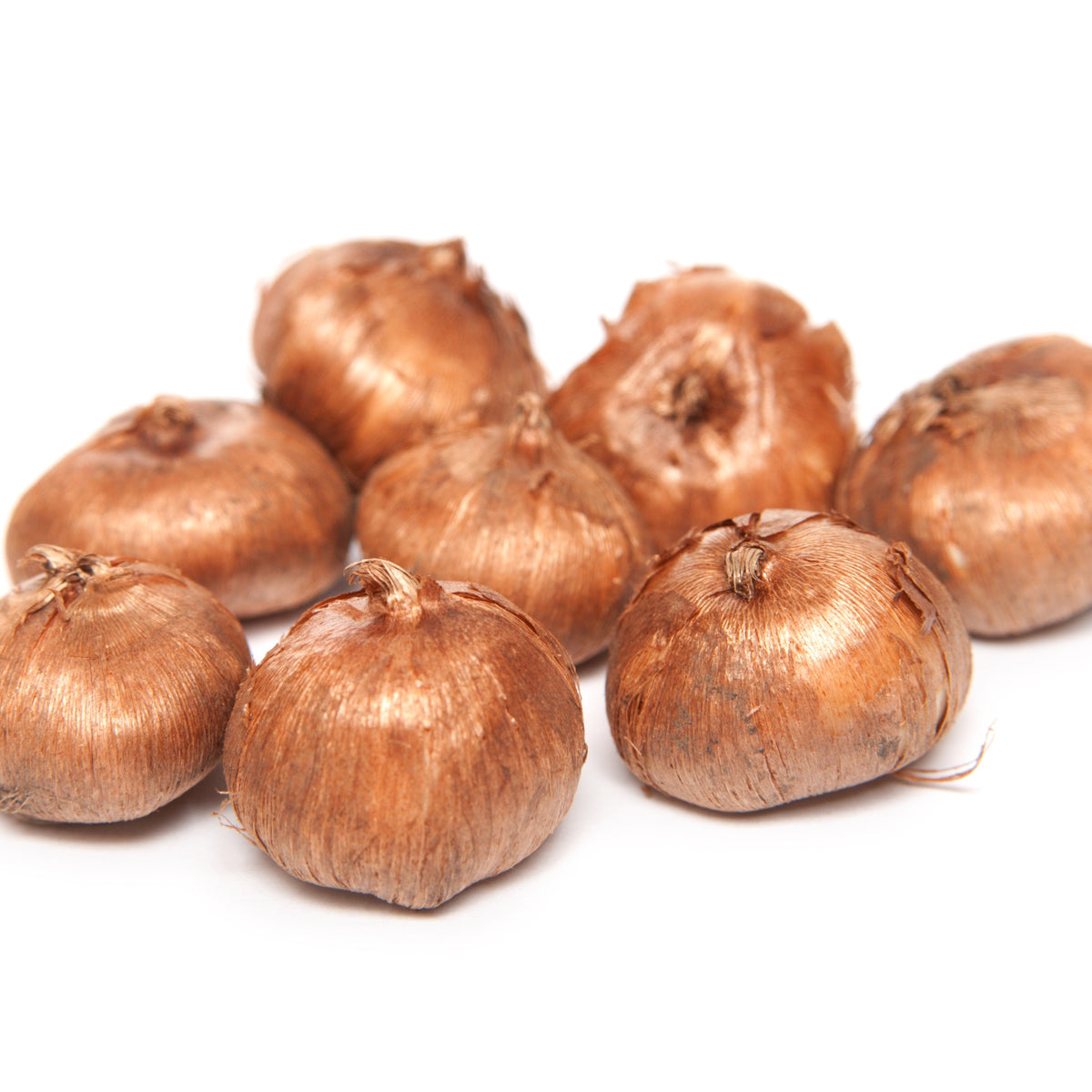 15 Crocus Mammouth jaune - Crocus vernus yellow Mammoth - Willemse