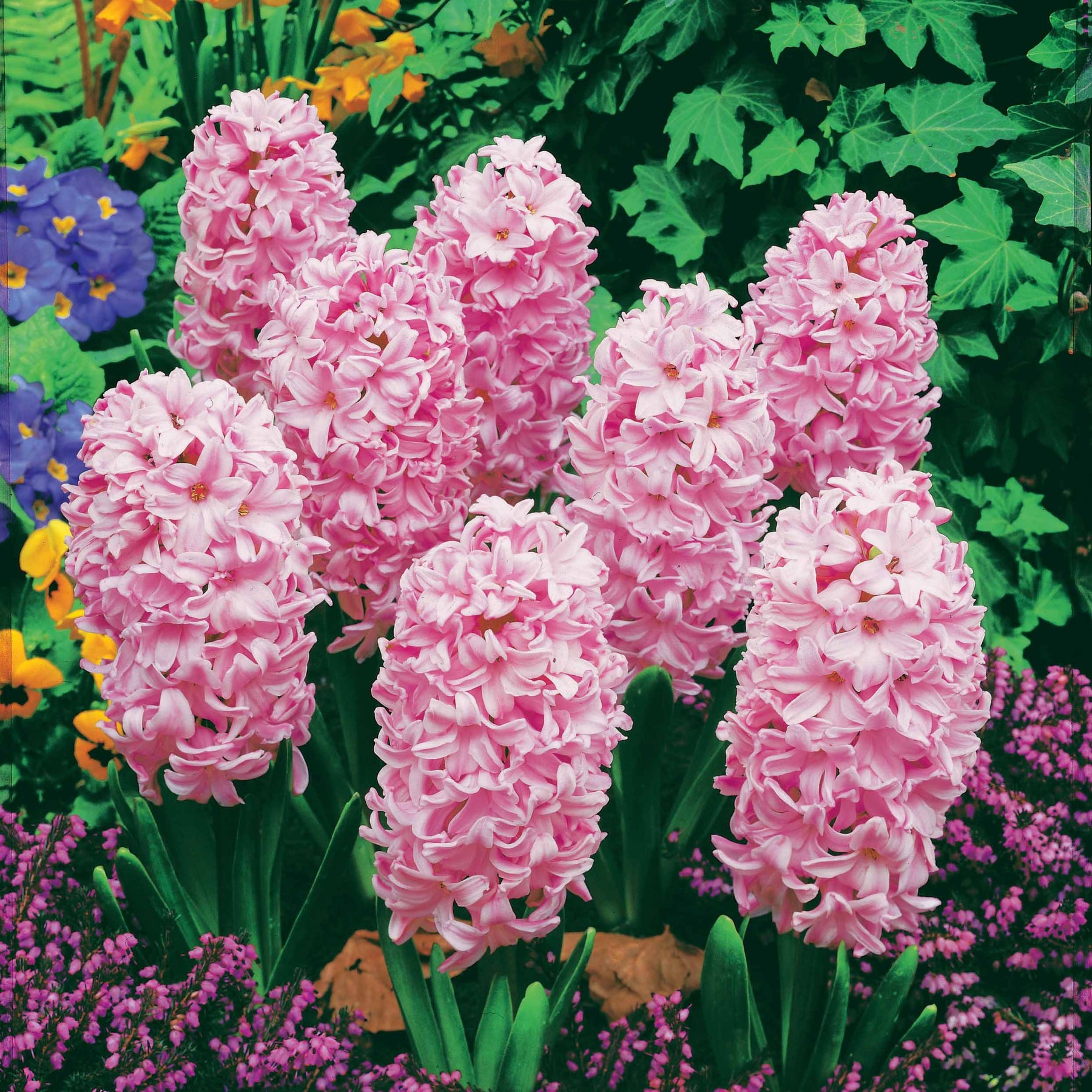 3 Jacinthes roses - Hyacinthus orientalis - Plantes