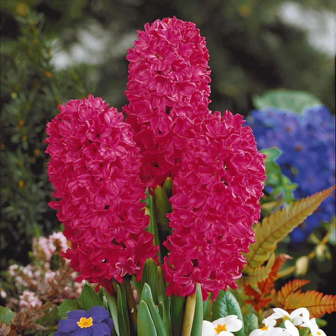 3 Jacinthes rouges - Hyacinthus orientalis - Plantes