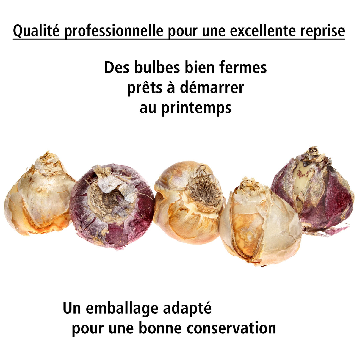 3 Jacinthes blanches - Hyacinthus orientalis - Willemse