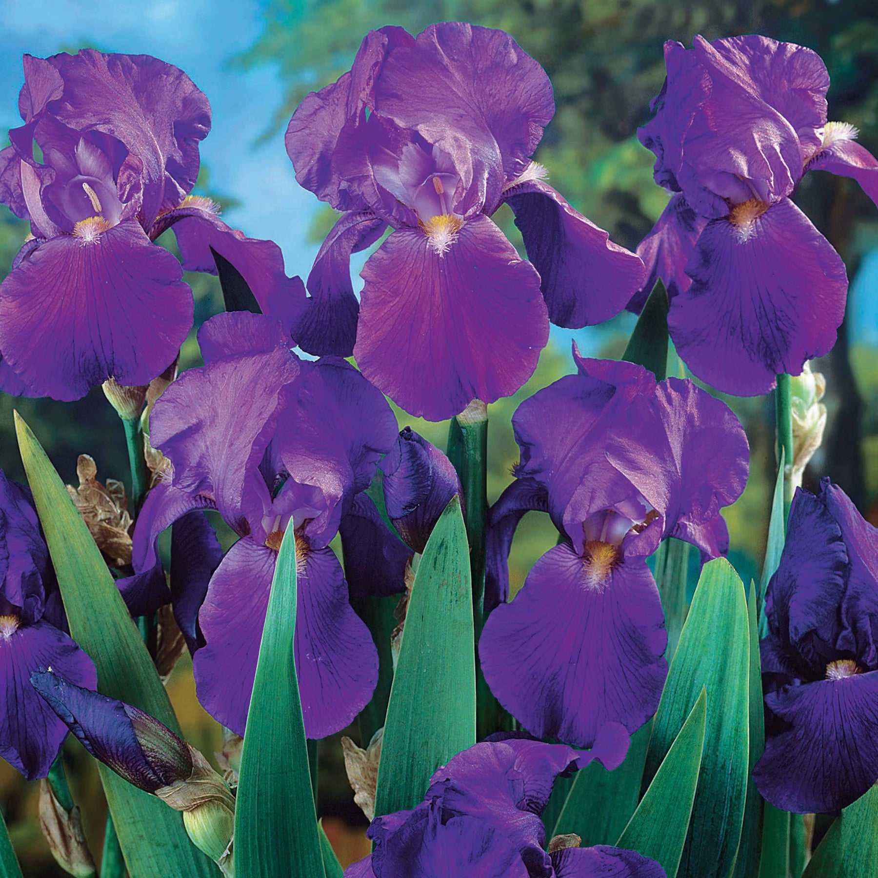 Iris de jardin remontant Lovely again