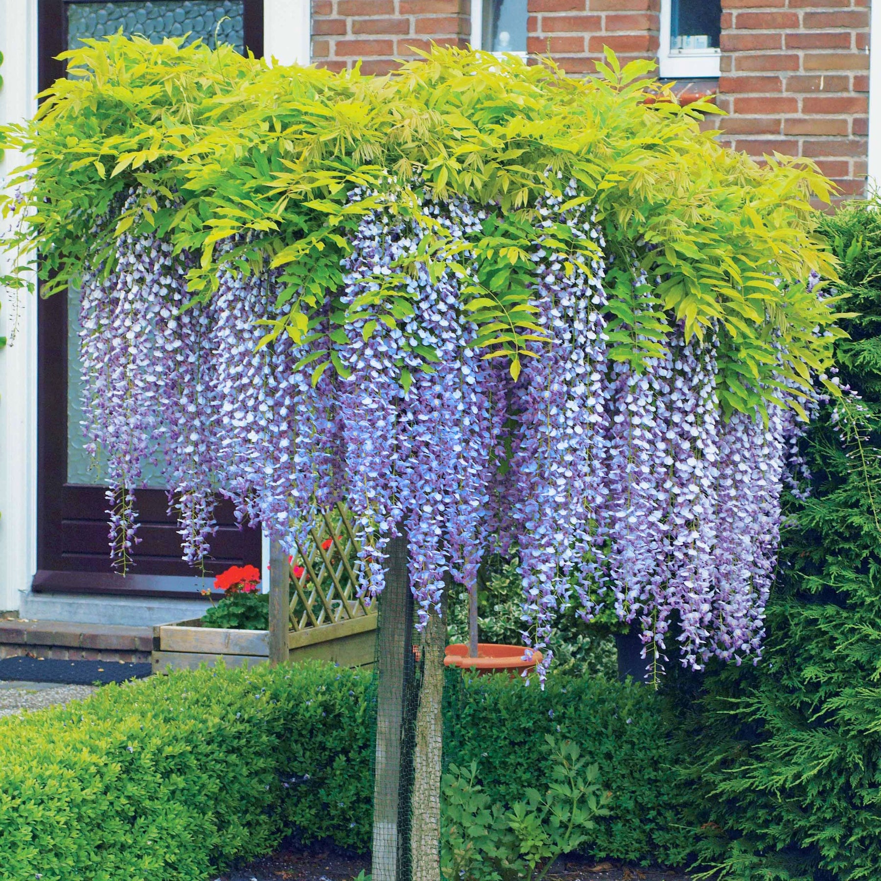 Glycine bleue sur tige - Wisteria sinensis - Plantes