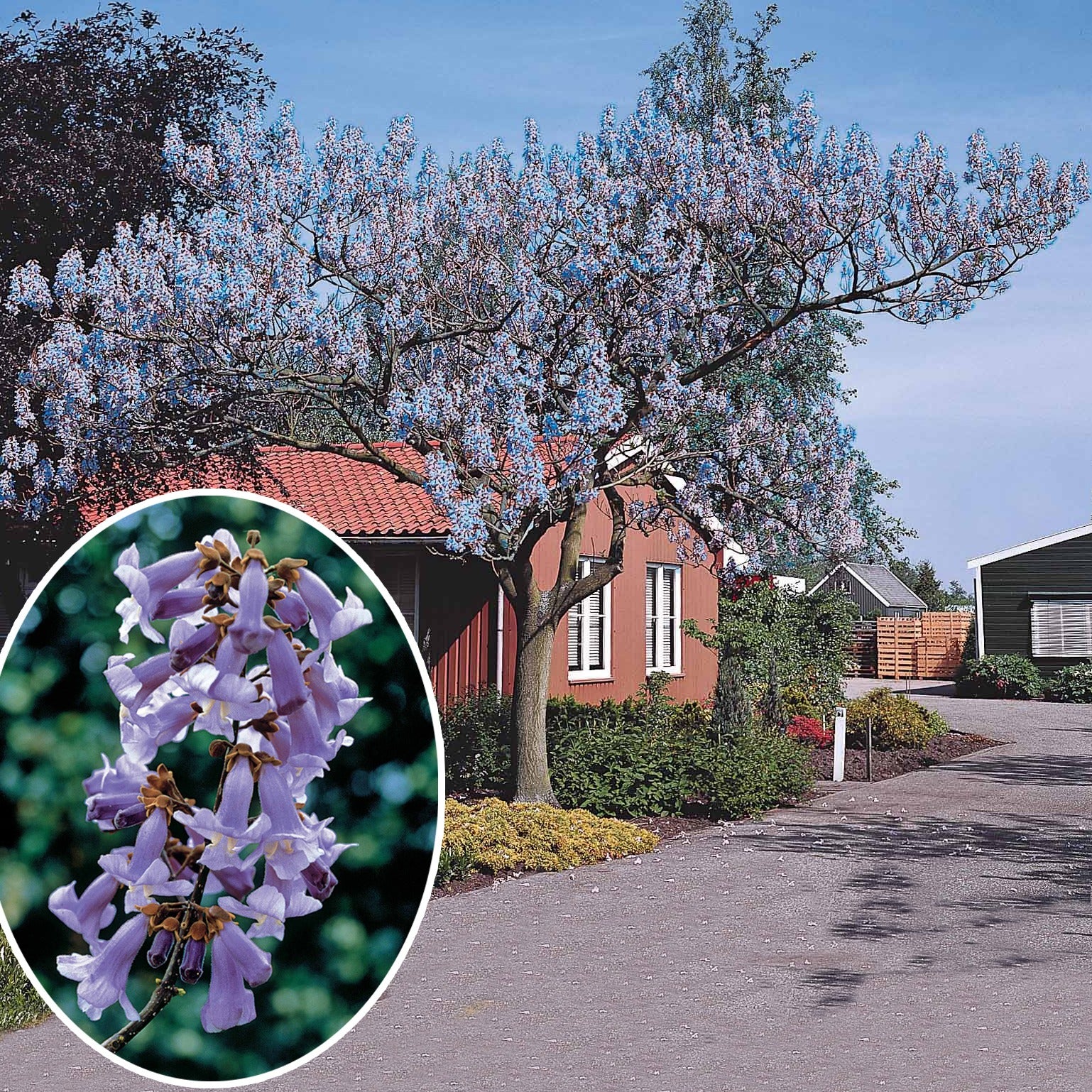 L Arbre Imp rial Paulownia Tomentosa l-arbre-imp-rial-paulownia-tomentosa