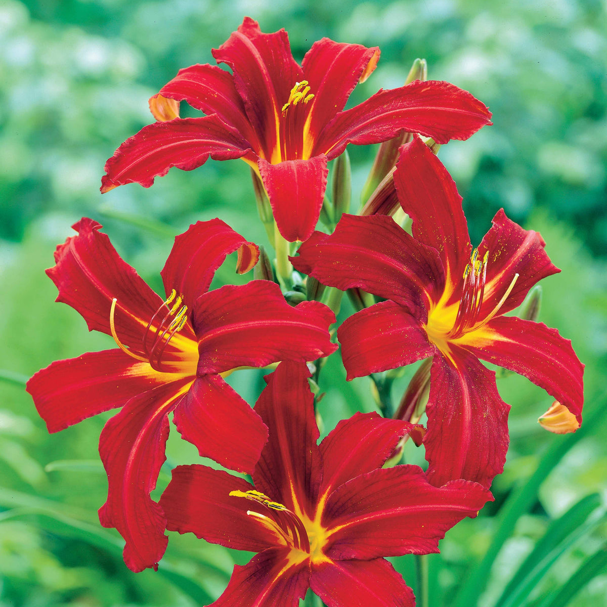 3 Hémérocalles Crimson pirate - Hemerocallis Crimson Pirate - Willemse