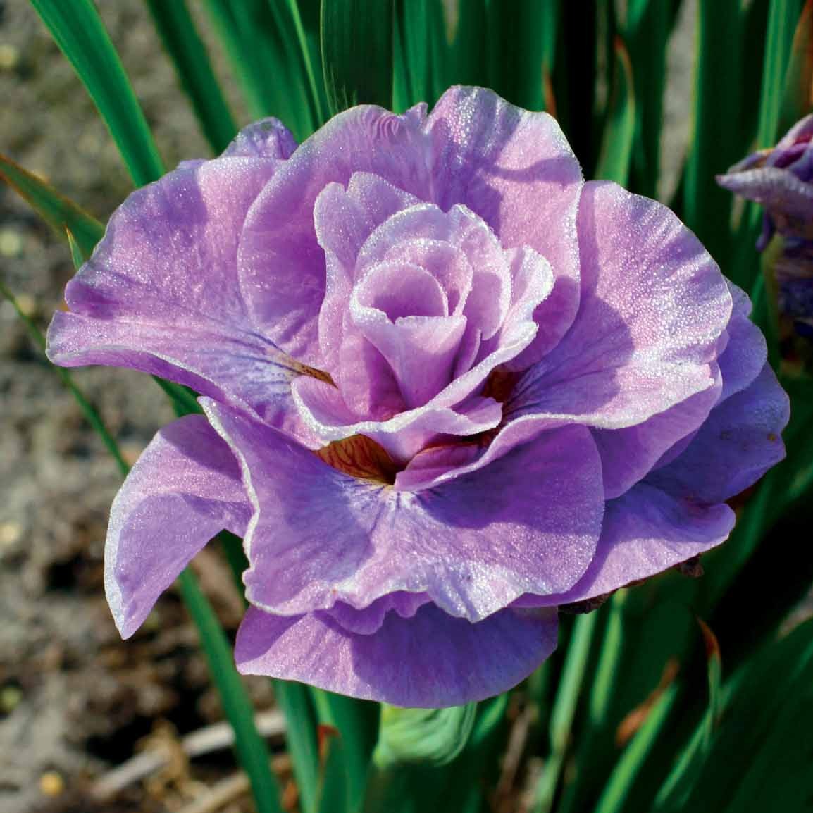2 Iris de Sibérie Pink Parfait - Iris sibirica Pink Parfait - Willemse