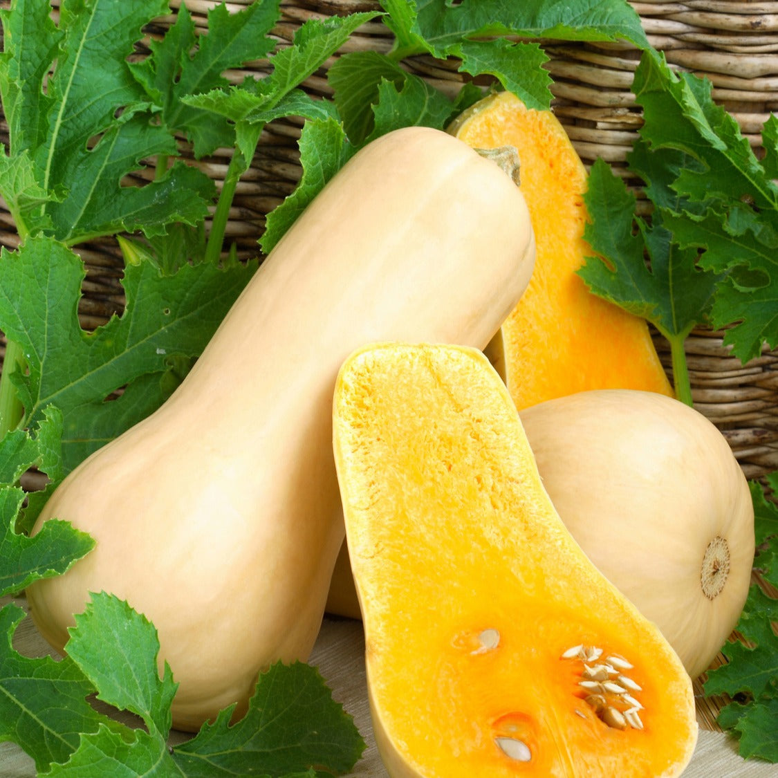 Courge Butternut Hercules F1 - Cucurbita moschata hercules f1 - Willemse