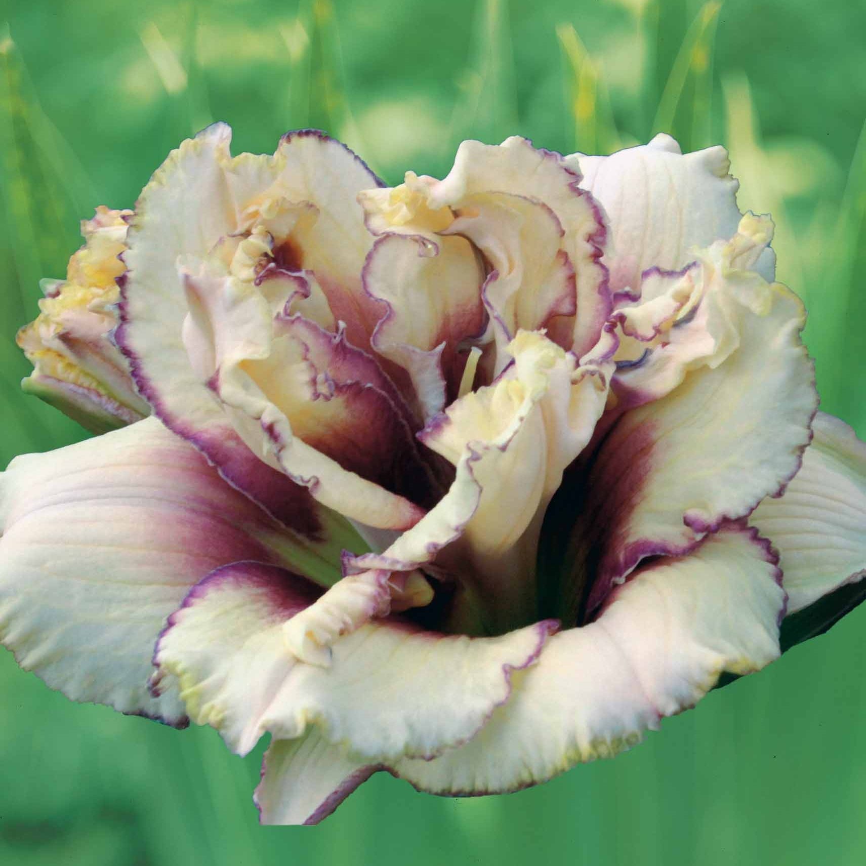 2 Hémérocalles Fantaisie - Hemerocallis krinkled fantasy - Plantes