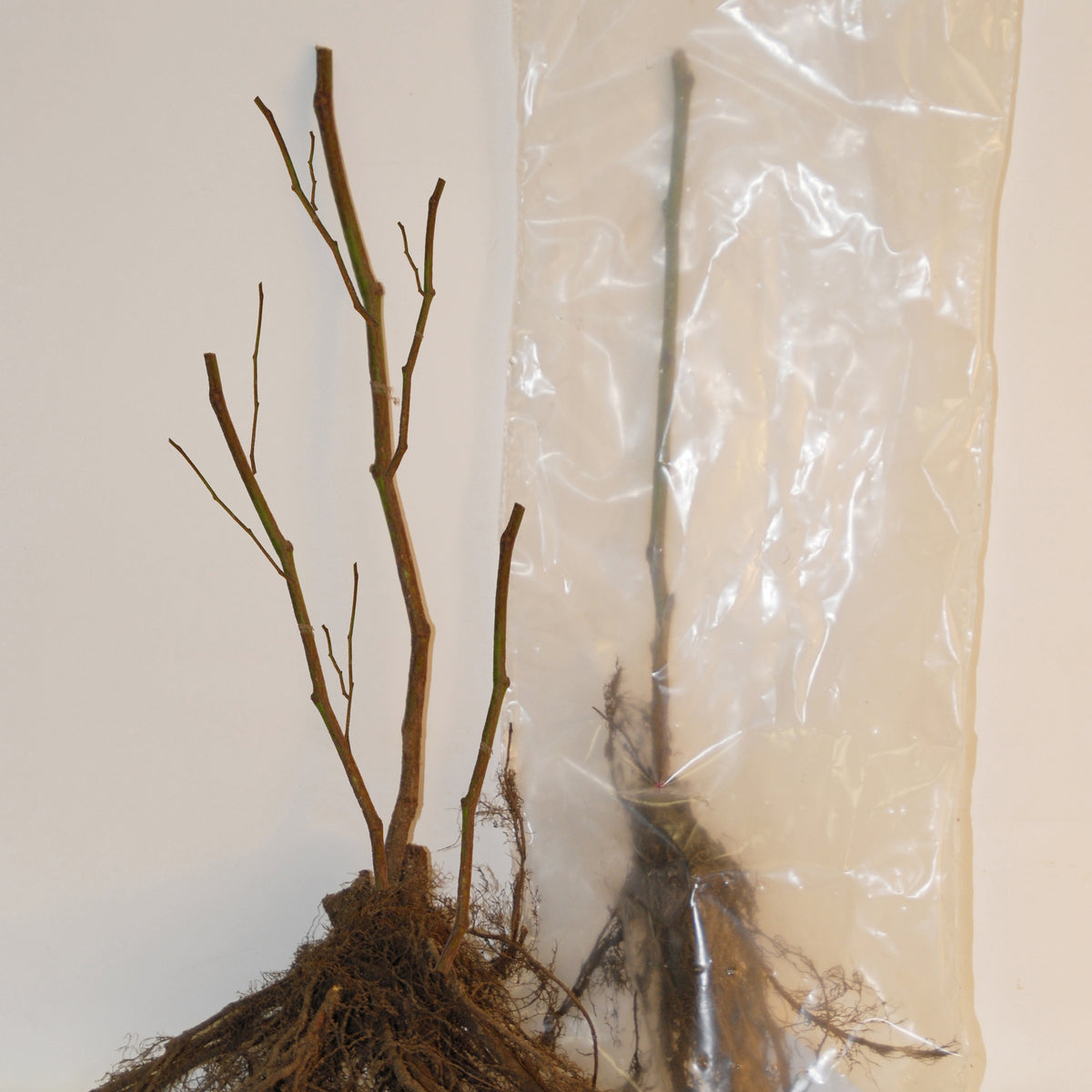 2 Groseilliers Blanka - Ribes rubrum blanka - Fruitiers Arbres et arbustes