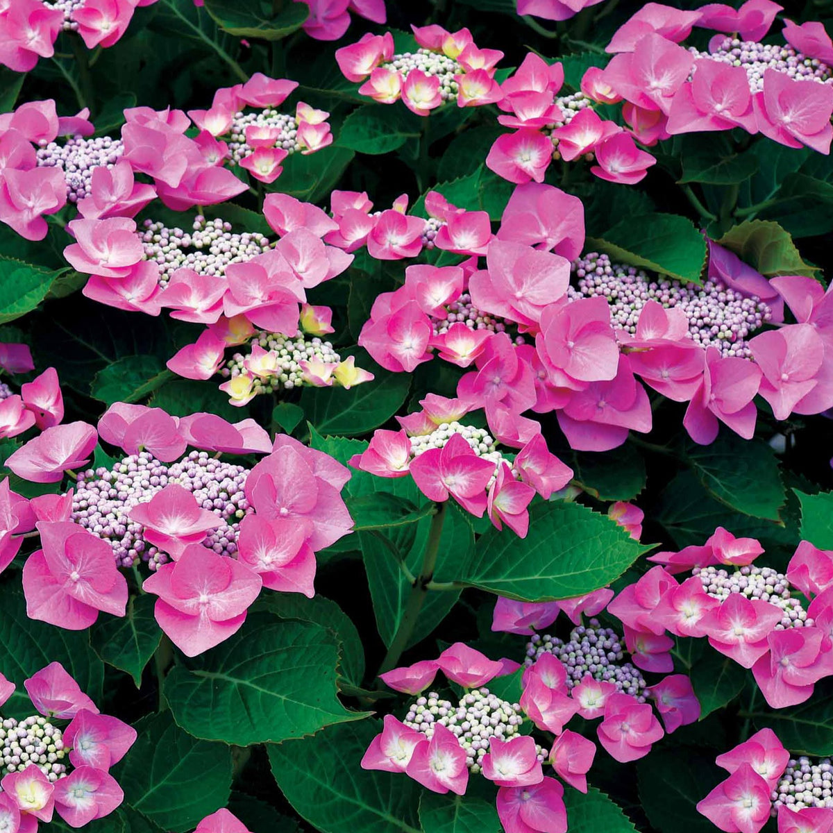 Hortensia Selina - Hydrangea macrophylla Selina - Willemse