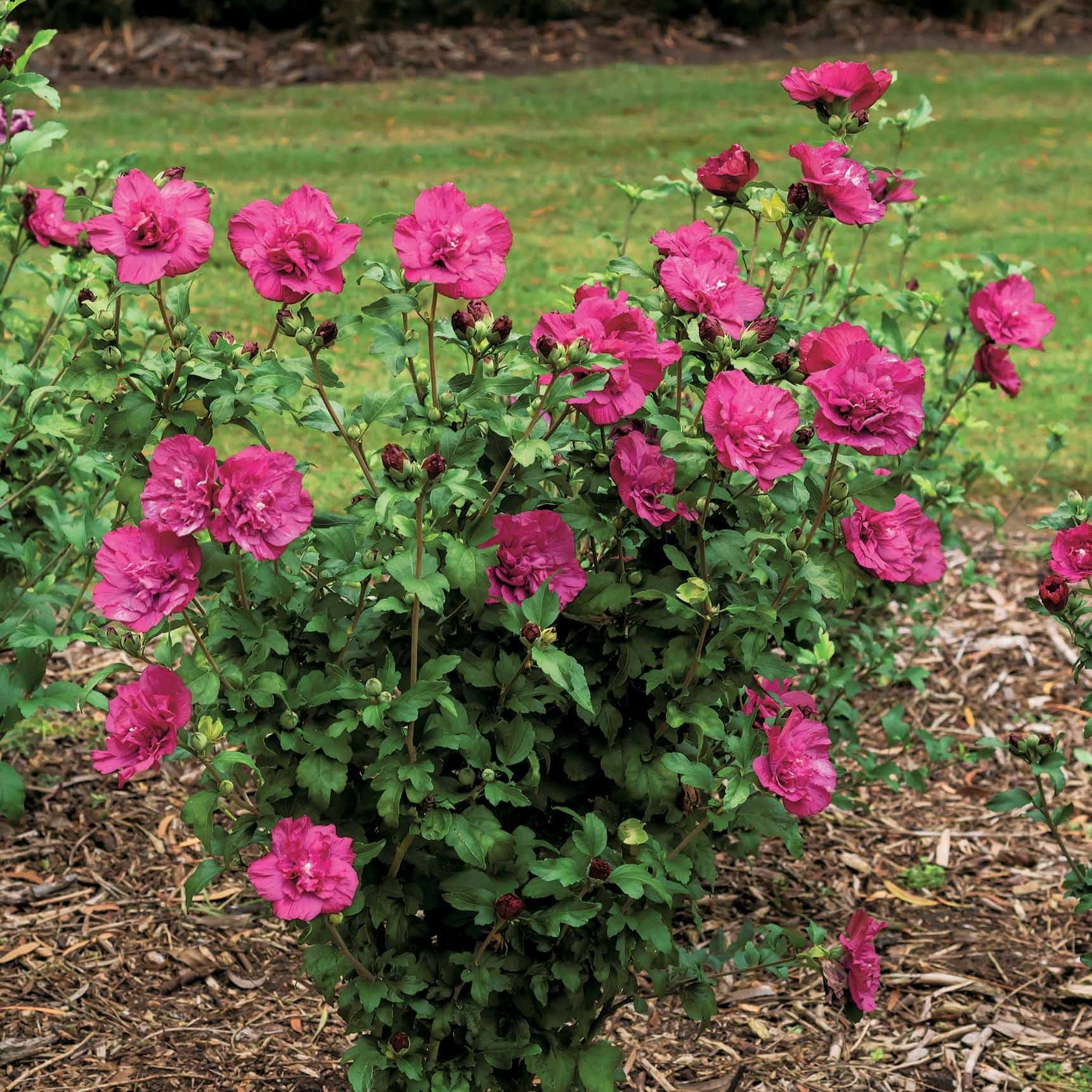 Hibiscus Magenta Chiffon - Hibiscus syriacus magenta chiffon - Arbustes