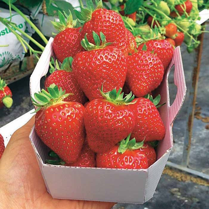 Fraisier Magnum - Fragaria x ananassa magnum cov marionnet 97 - Willemse