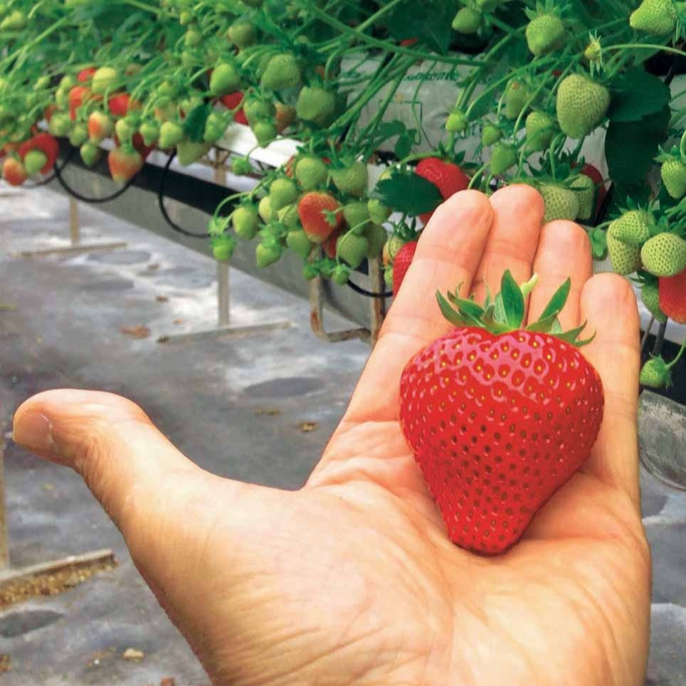 Fraisier Magnum - Fragaria x ananassa magnum cov marionnet 97 - Willemse