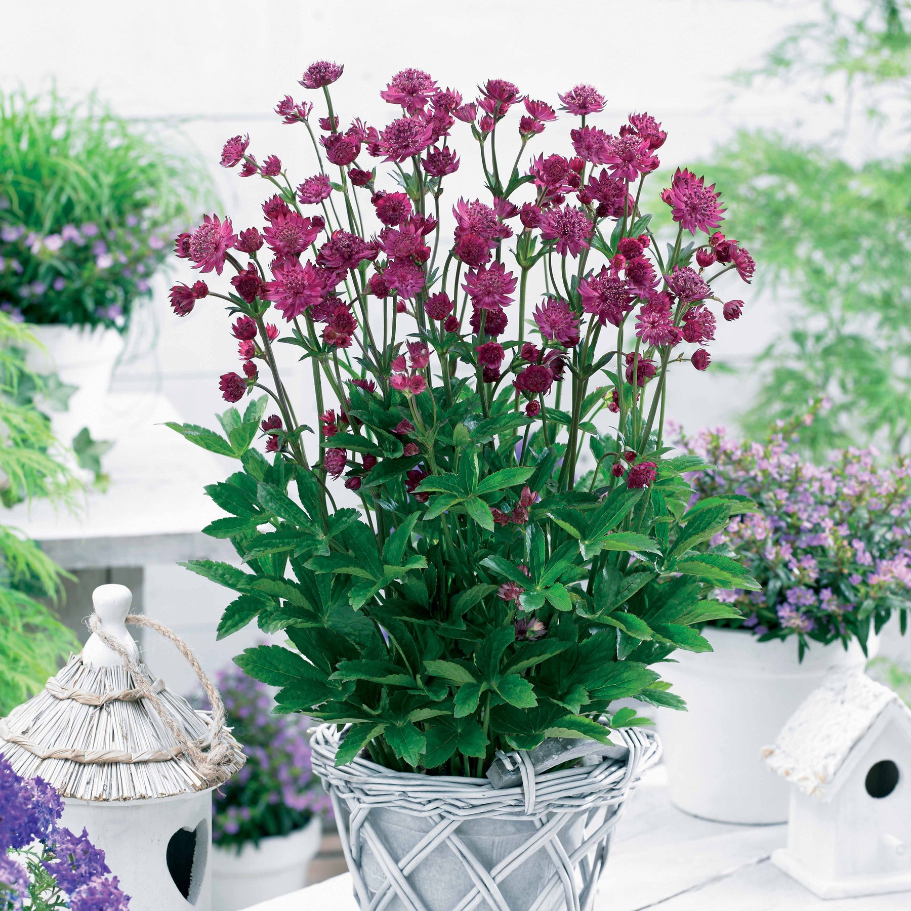 2 Astrances Milano - Astrantia major censation® milano - Plantes